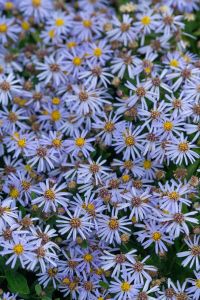 Metsäasteri Kalimeris incisa Nana Blue C2