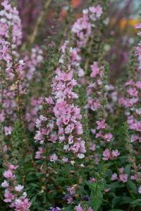 Rantakukka Lythrum salicaria Blush C2