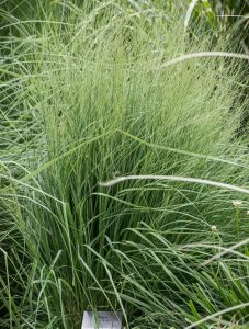 Siniheinä Molinia caerulea Torch C1,4