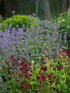 Kissanminttu Nepeta grandiflora Summer Magic C2