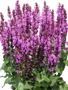 Salvia nemorosa Royal Magenta C2