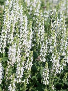 Salvia nemorosa Sensation White C2