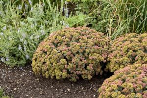 Maksaruoho Sedum spectabile Coraljade C1,4
