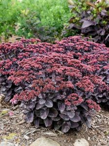 Maksaruoho Sedum spectabile Black in Black C1,4