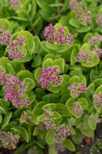 Maksaruoho Sedum spectabile Hot Stuff C1,4