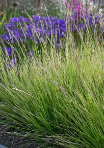 Lupikka Sesleria autumnalis C1,4