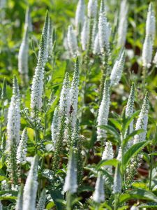 Rantatädyke Veronica longifolia First Lady C1,4