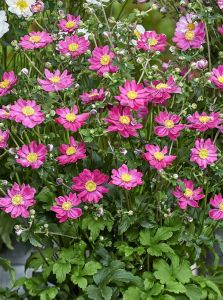 Syysvuokko Anemone Fantasy Aurora C2