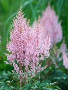 Jaloangervo Astilbe Look at Me C2
