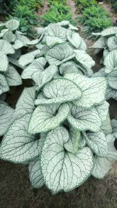 Rotkolemmikki Brunnera macrophylla Silver Heart C2