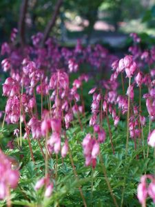 Pikkusydän Dicentra formosa Luxuriant C1,4