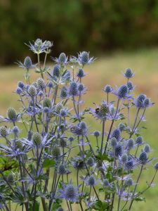 Piikkiputki Eryngium planum Magical Blue Lagoon C2