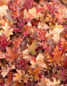 Keijunkukka Heuchera Orangeberry C1,4