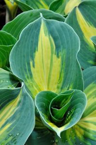 Kuunlilja Hosta Dream Queen C1,4