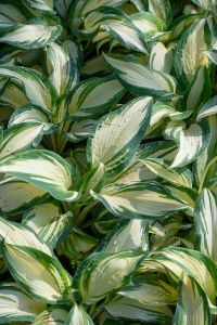 Kuunlilja Hosta Hans C1,4