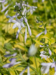 Kuunlilja Hosta Stained Glass C1,4