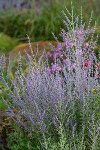 Sulkapiiska Perovskia atriplicifolia Prime Time C2