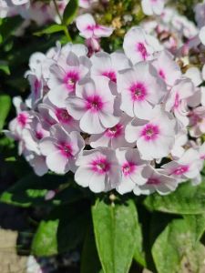 Syysleimu Phlox paniculata Bambini Bullseye C2