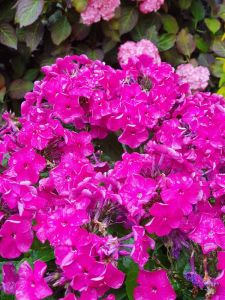 Syysleimu Phlox paniculata Bambini Desire C2