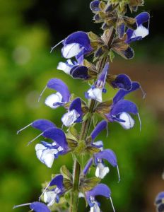 Salvia pratensis Madeline C2
