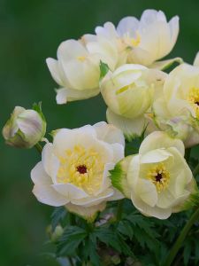 Kullero Trollius Cheddar C1,4