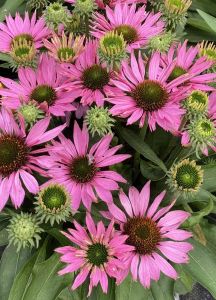 Punahattu Echinacea purpurea SunSeekers Bubblelicious C3