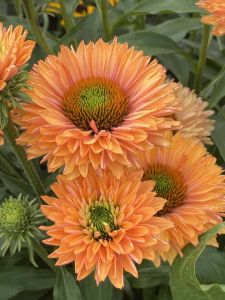 Punahattu Echinacea purpurea SunSeekers Pumpkin Pie C3