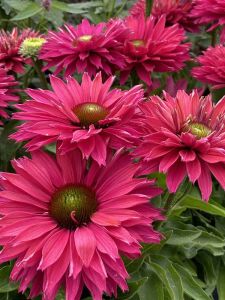 Punahattu Echinacea purpurea SunSeekers Sweet Fuchsia C3