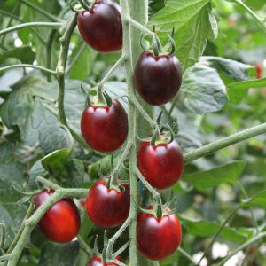 Tomaatti Krebs Black Vega Solanum
