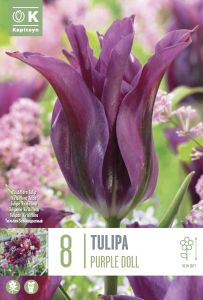 Syyskukkasipuli Kapiteyn Tulppaani Viridiflora Purple Doll 8 kpl