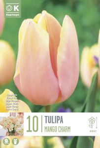 Syyskukkasipuli Kapiteyn Tulppaani Triumph Mango Charm 10 kpl