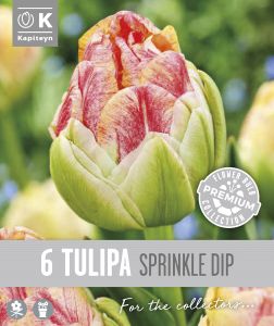 Syyskukkasipuli Kapiteyn Tulppaani Double Late Sprinkle 6 kpl