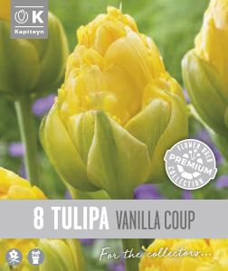 Syyskukkasipuli Kapiteyn Tulppaani Double Late Vanilla 8 kpl