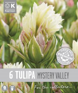 Syyskukkasipuli Kapiteyn Tulppaani Double Fosteriana Mystery 6 kpl