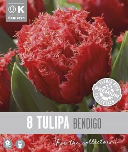 Syyskukkasipuli Kapiteyn Tulppaani Double Fringed Bendigo 8 kpl