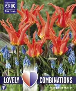 Syyskukkasipuli Kapiteyn Combinations Tulppaani ja Helmililja 25 kpl