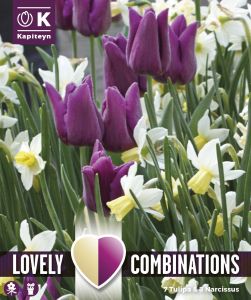 Syyskukkasipuli Kapiteyn Combinations Tulppaani Purple ja Narsissi 15 kpl