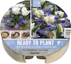 Syyskukkasipuli Kapiteyn Tulppaani ja Vuokko 19 kpl