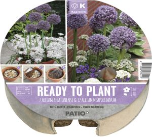 Syyskukkasipuli Kapiteyn Laukka 19 kpl