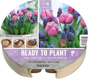 Syyskukkasipuli Kapiteyn Tulppaani ja Helmililja 19 kpl