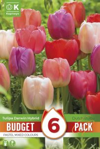 Syyskukkasipuli Kapiteyn Tulppaani Darwin Hybrid Mix 6 kpl