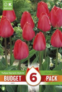 Syyskukkasipuli Kapiteyn Tulppaani Darwin Hybrid Red 6 kpl