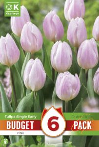 Syyskukkasipuli Kapiteyn Tulppaani Single Early Pink 6 kpl