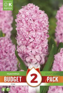 Syyskukkasipuli Kapiteyn Hyasintti Pink 2 kpl