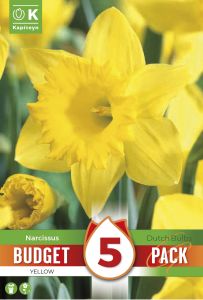 Syyskukkasipuli Kapiteyn Narsissi keltainen 5 kpl