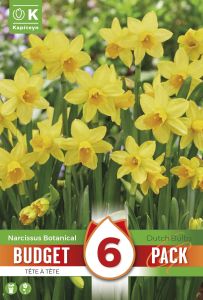 Syyskukkasipuli Kapiteyn Narsissi Tete a Tete 6 kpl