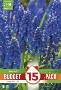 Syyskukkasipuli Kapiteyn Helmililja Armeniacum 15 kpl