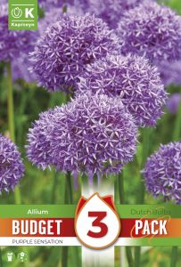 Syyskukkasipuli Kapiteyn Laukka Purple Sensation 3 kpl