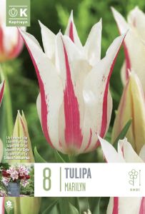 Syyskukkasipuli Kapiteyn Tulppaani Lily Flowered Marilyn 8 kpl
