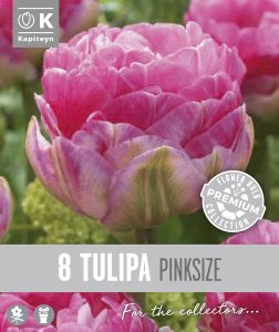 Syyskukkasipuli Kapiteyn Tulppaani Double Late Pink 8 kpl